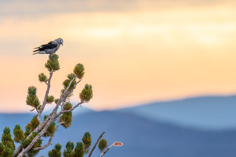 Clarks Nutcracker perched atop a whitebark pine at sunrise above layered blue ridges