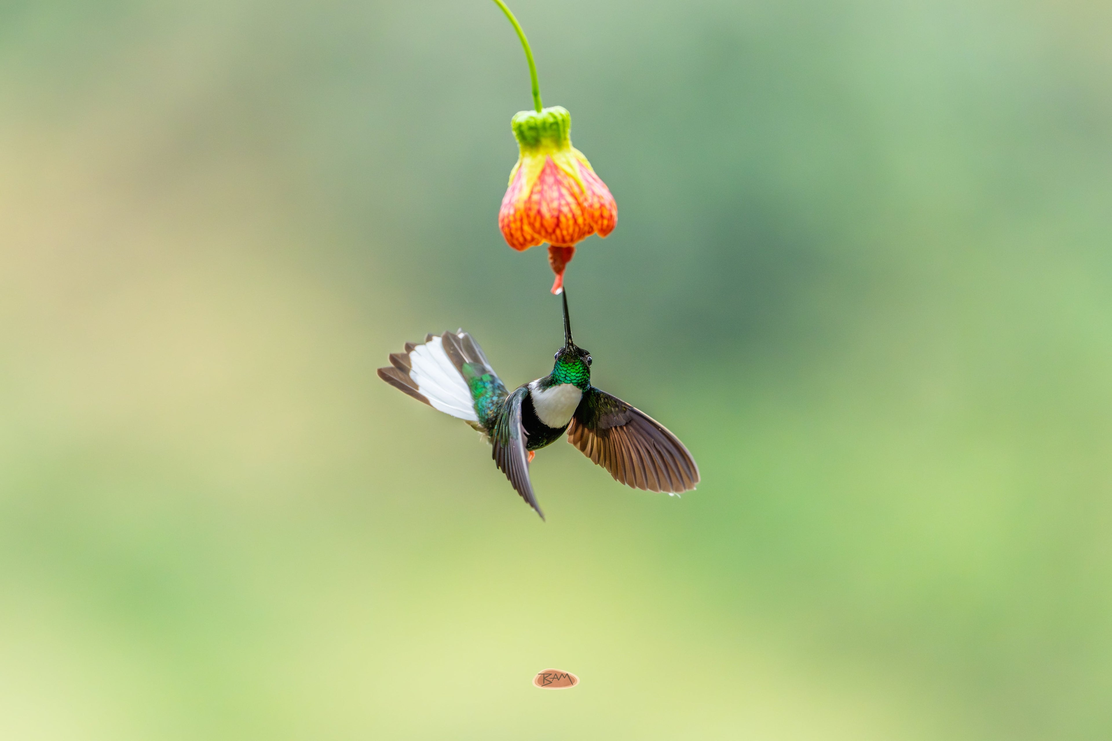 Collared Inca hovering at a hanging orange flower against soft green