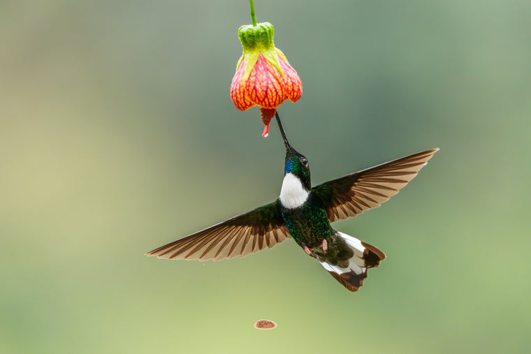 Collared Inca hummingbird with wings spread wide feeding from a red and yellow lantern flower