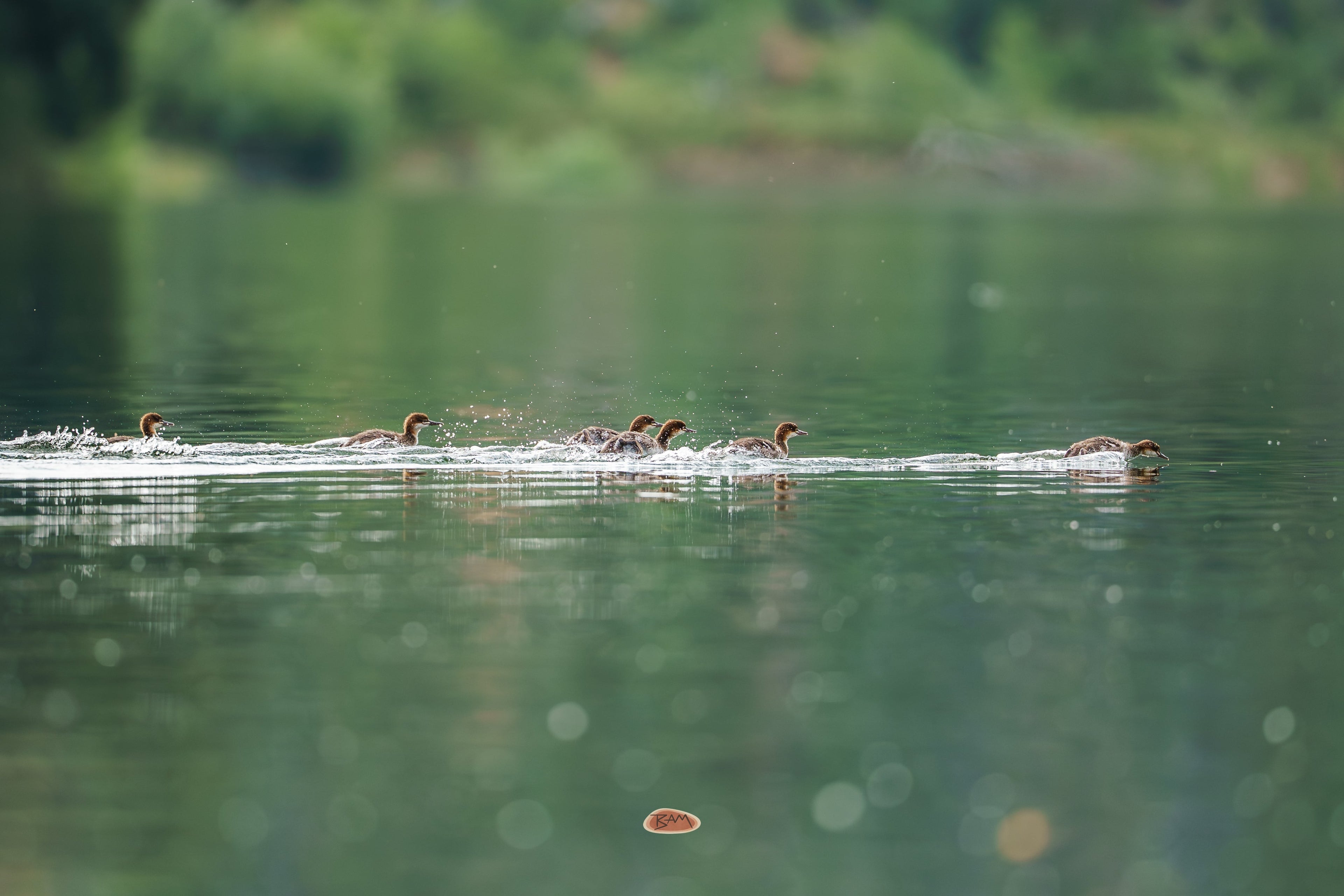 Common Merganser ducklings racing across a calm green lake