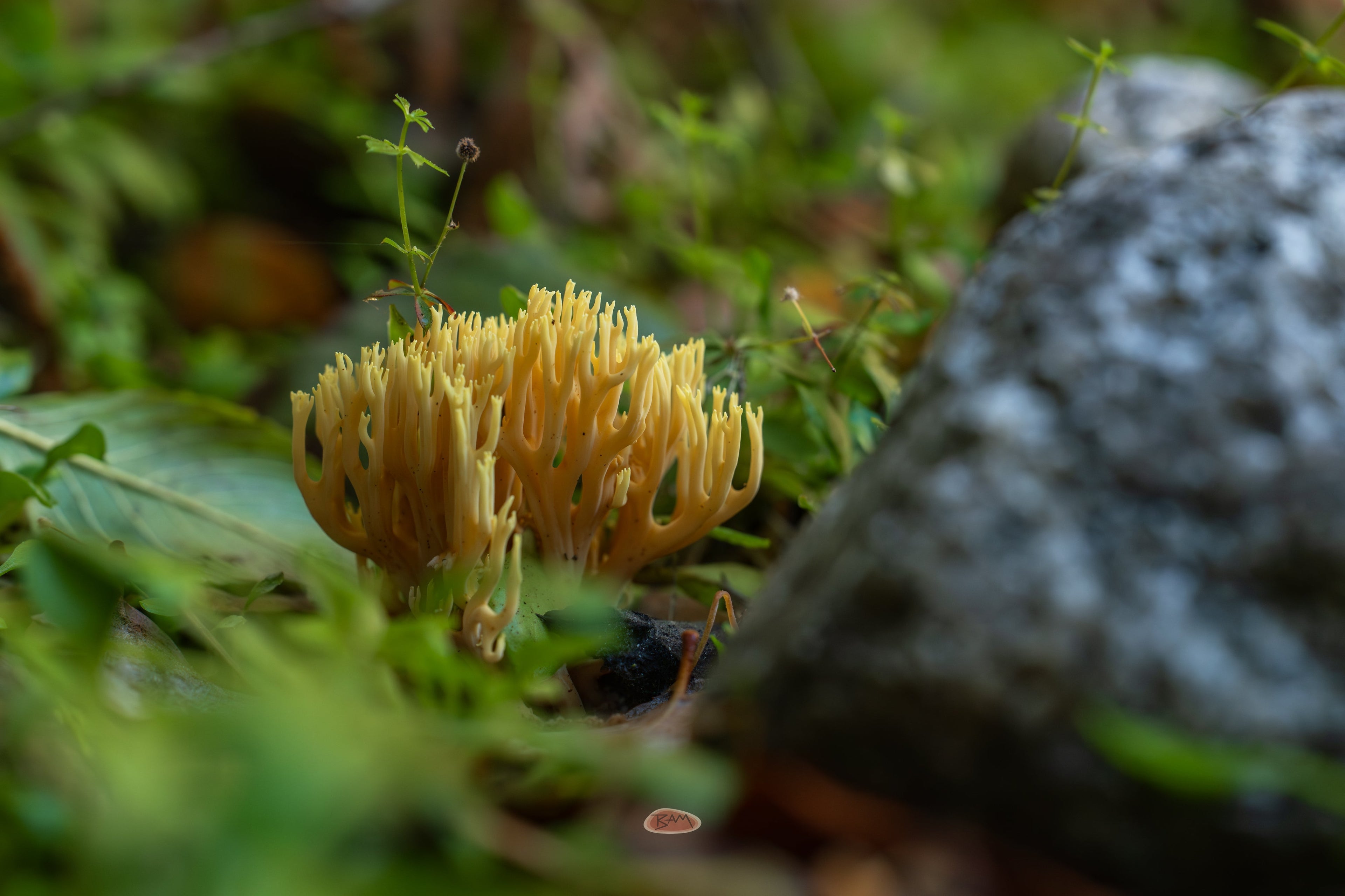 Coral Fungus with golden branching arms on the forest floor beside a mossy rock