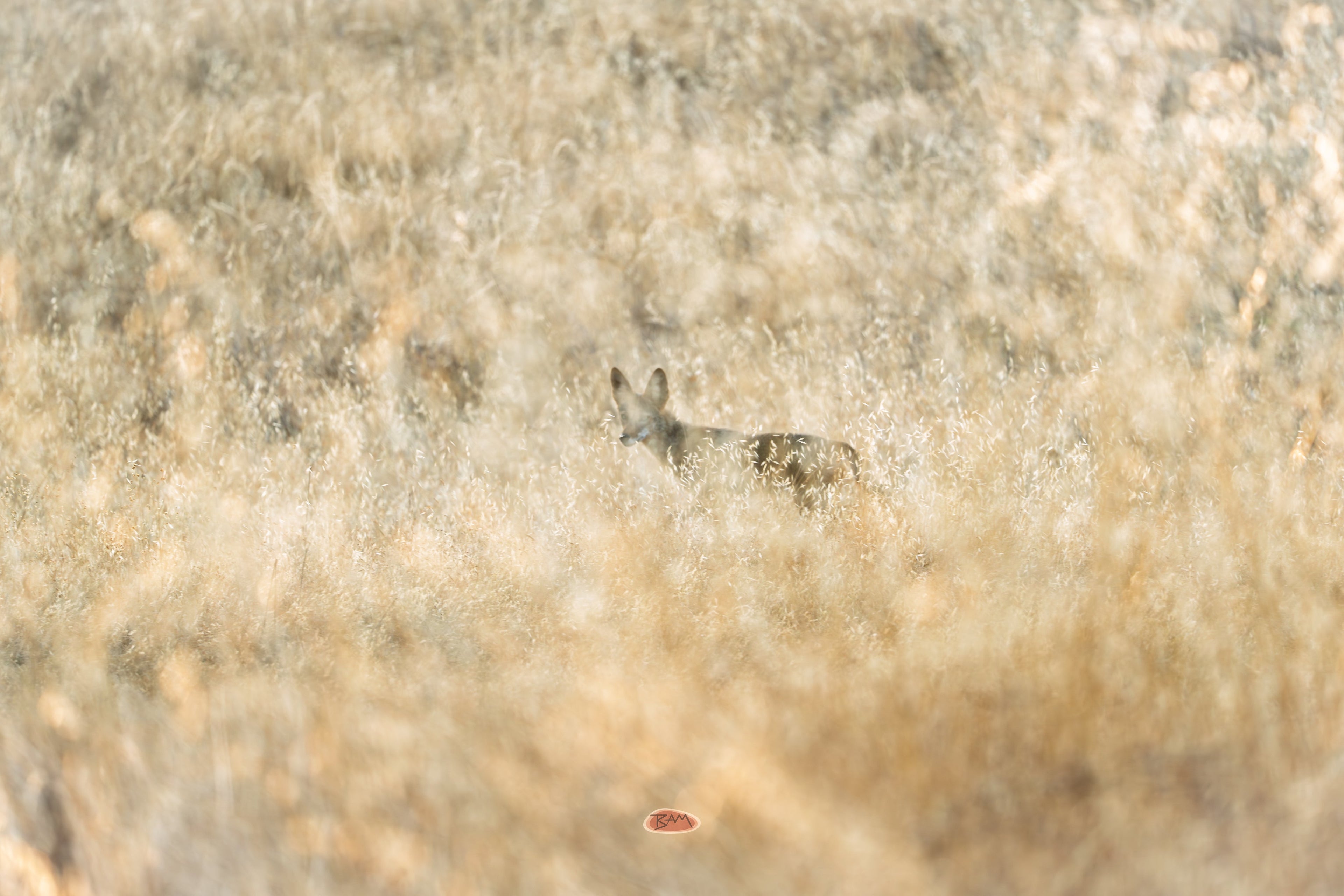 Coyote half hidden in tall pale dry grass at dawn