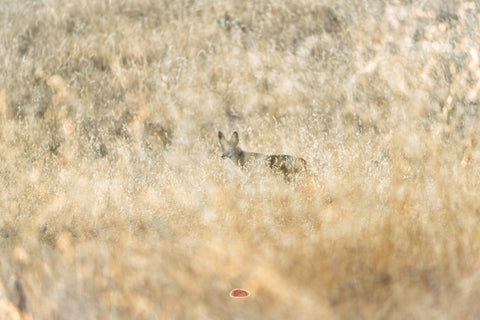 Coyote half hidden in tall pale dry grass at dawn