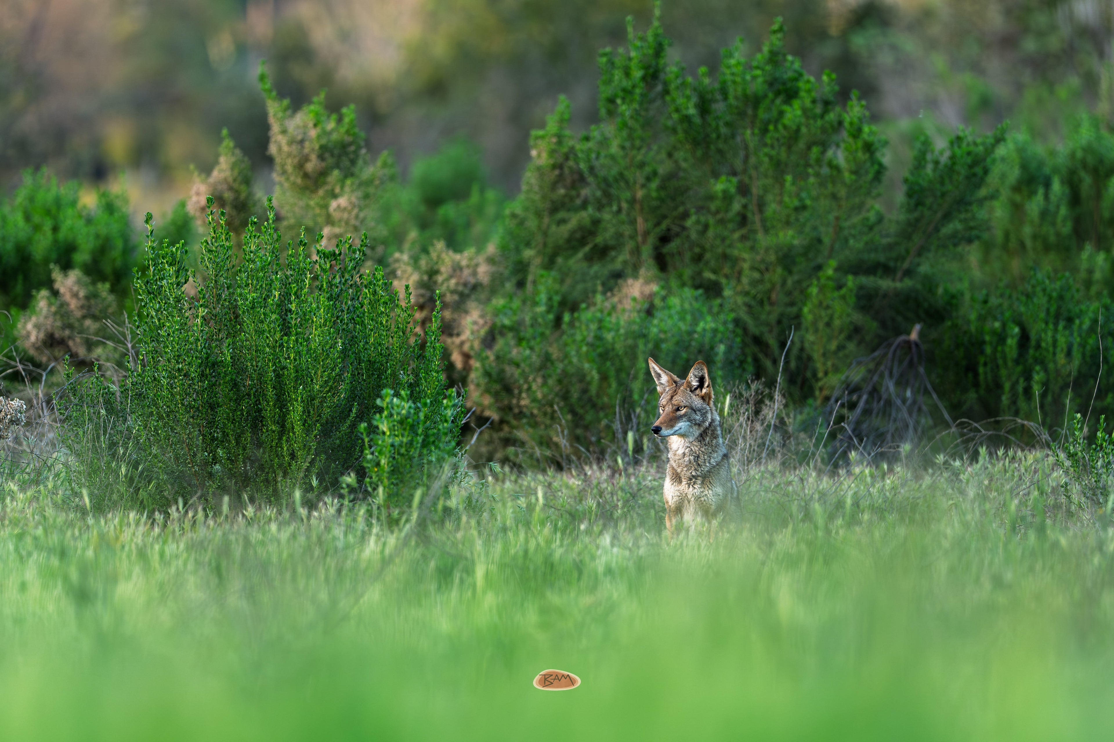 Coyote watching from lush green grass beside flowering shrubs