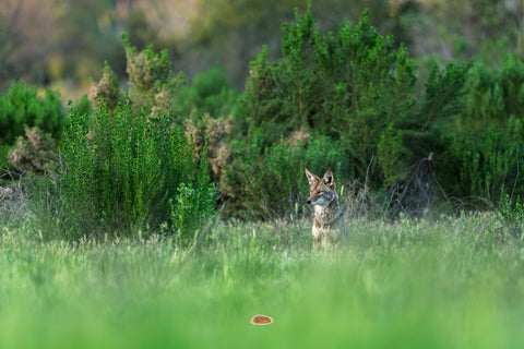Coyote watching from lush green grass beside flowering shrubs