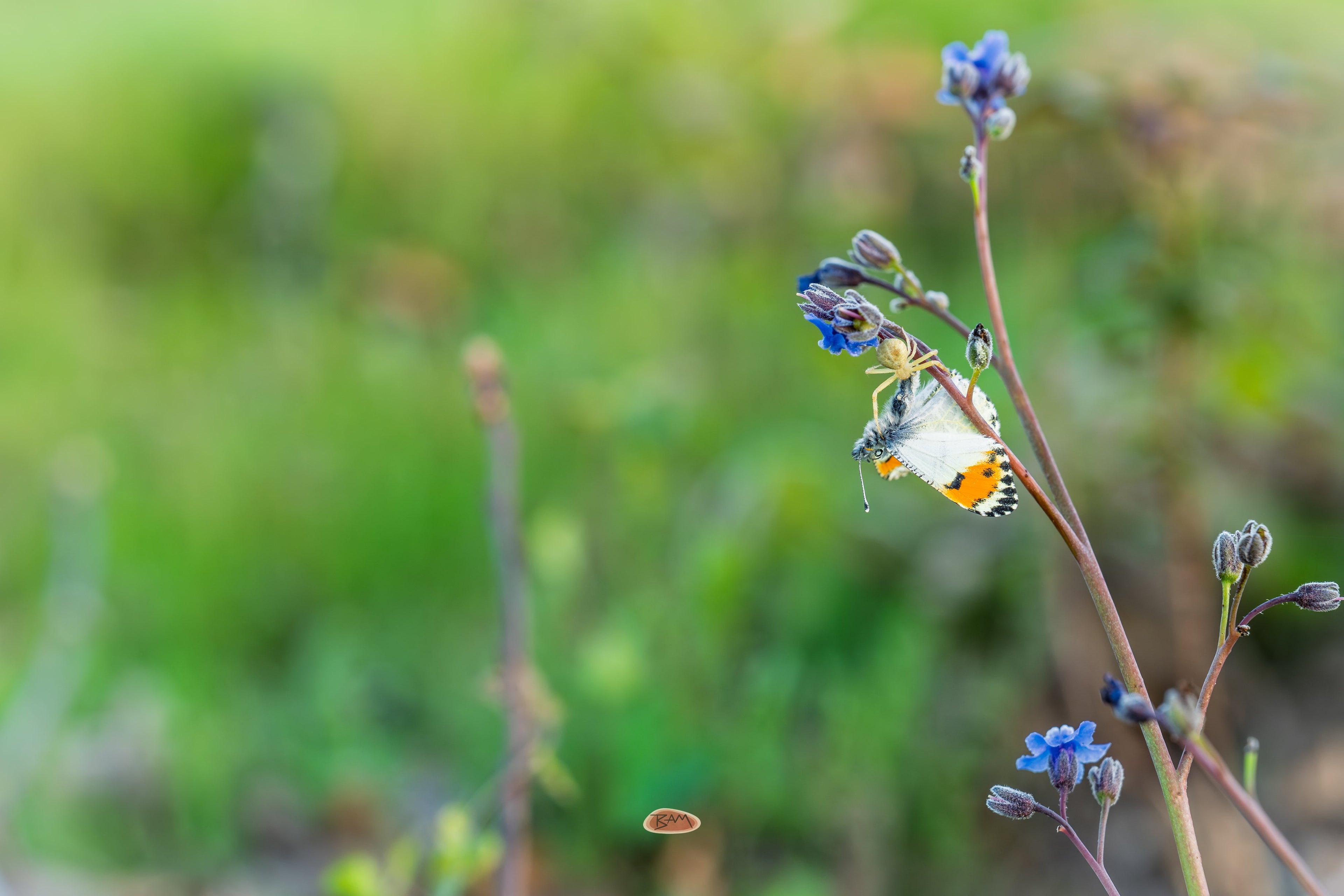 Crab Spider gripping a butterfly on a stem of blue wildflowers