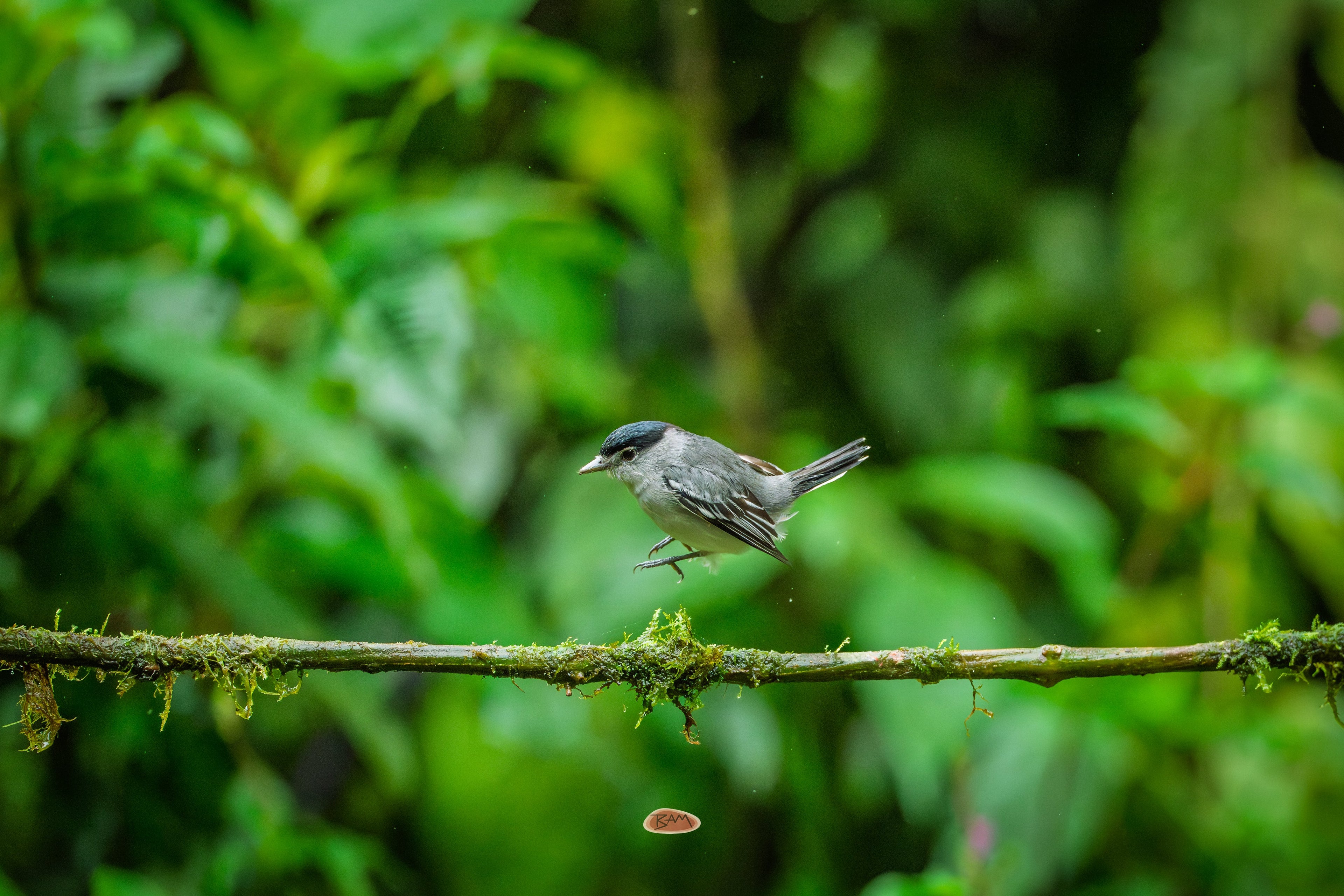 Cryptic Becard hopping above a mossy branch in green rainforest
