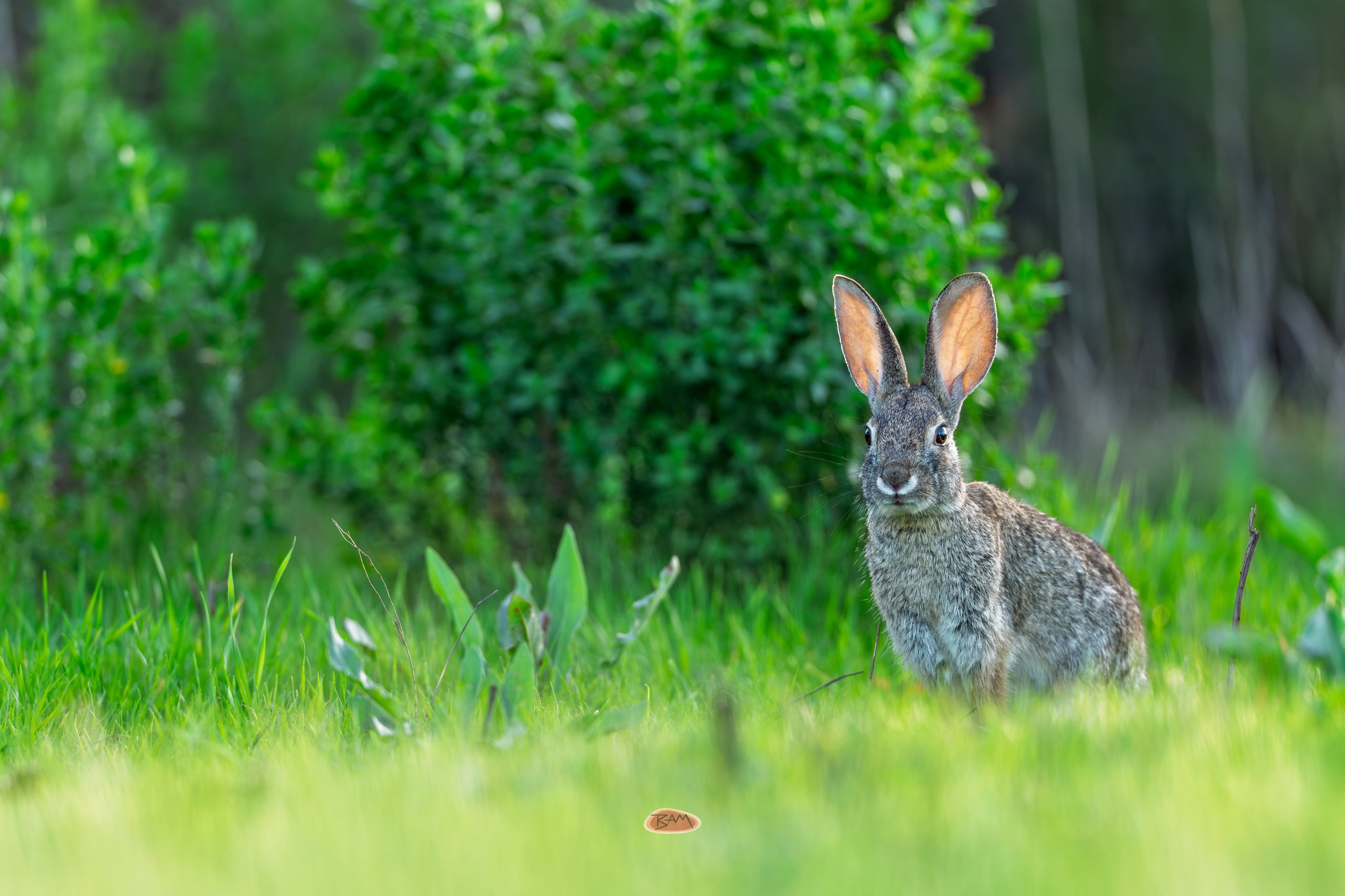 Desert Cottontail sitting upright in green grass with ears raised