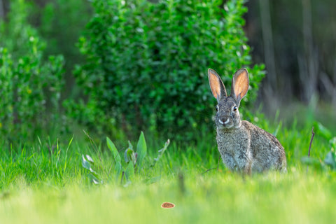 Desert Cottontail sitting upright in green grass with ears raised