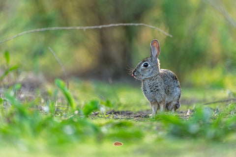 Desert Cottontail alert on bare ground amid soft green light