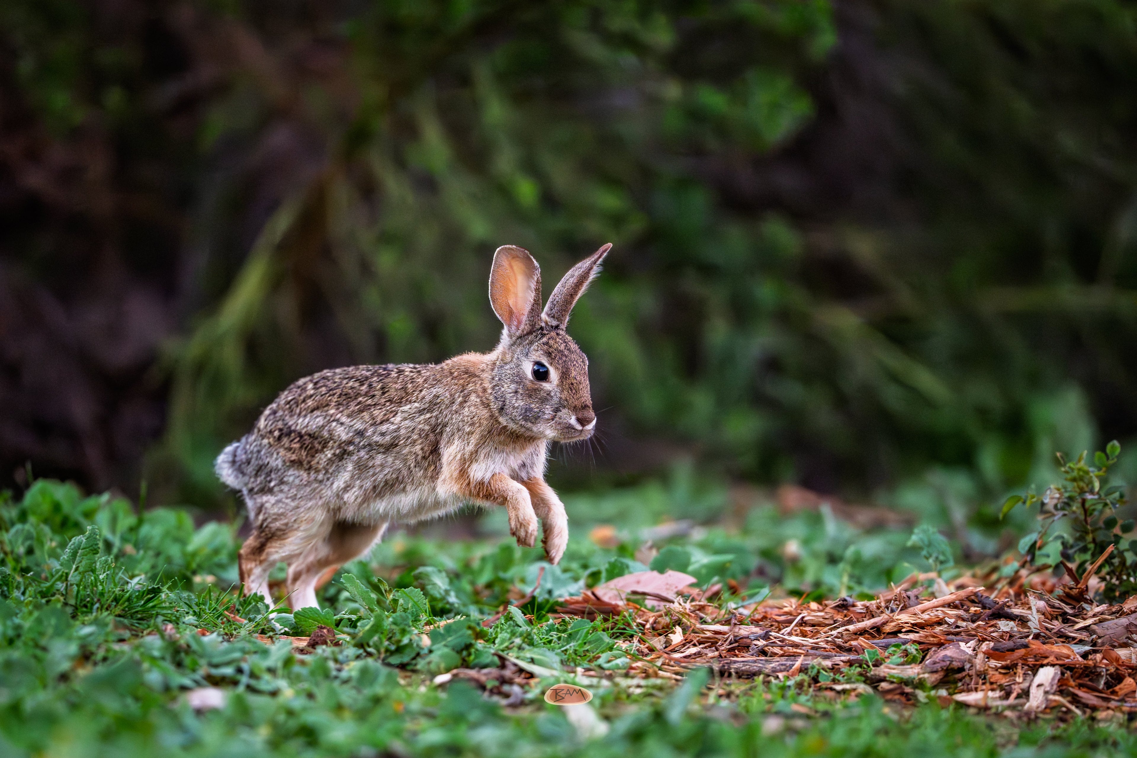 Desert Cottontail mid hop across grass and scattered wood mulch