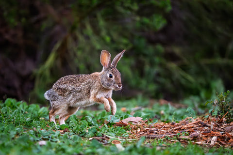 Desert Cottontail mid hop across grass and scattered wood mulch