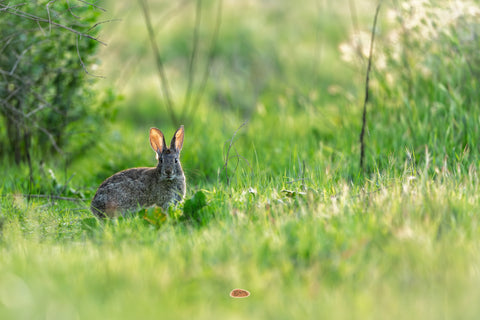 Desert Cottontail nestled in glowing green grass at golden hour