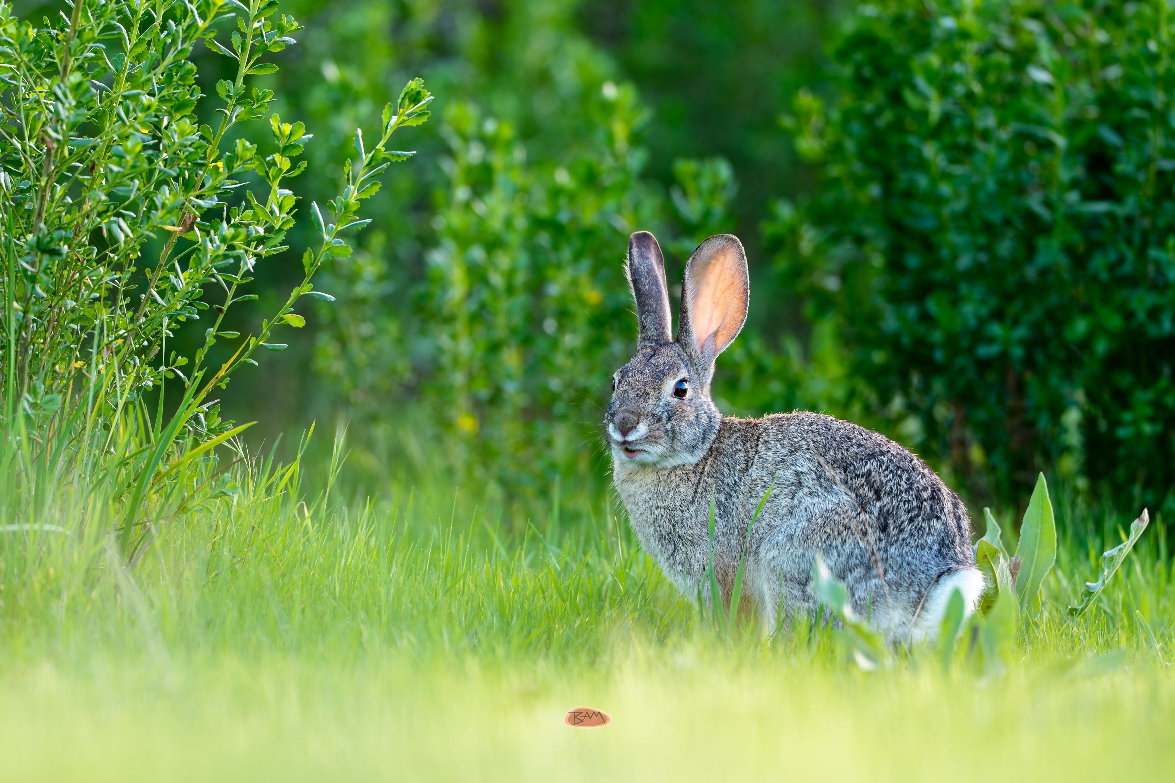 Desert Cottontail crouched in green grass beside leafy shrubs