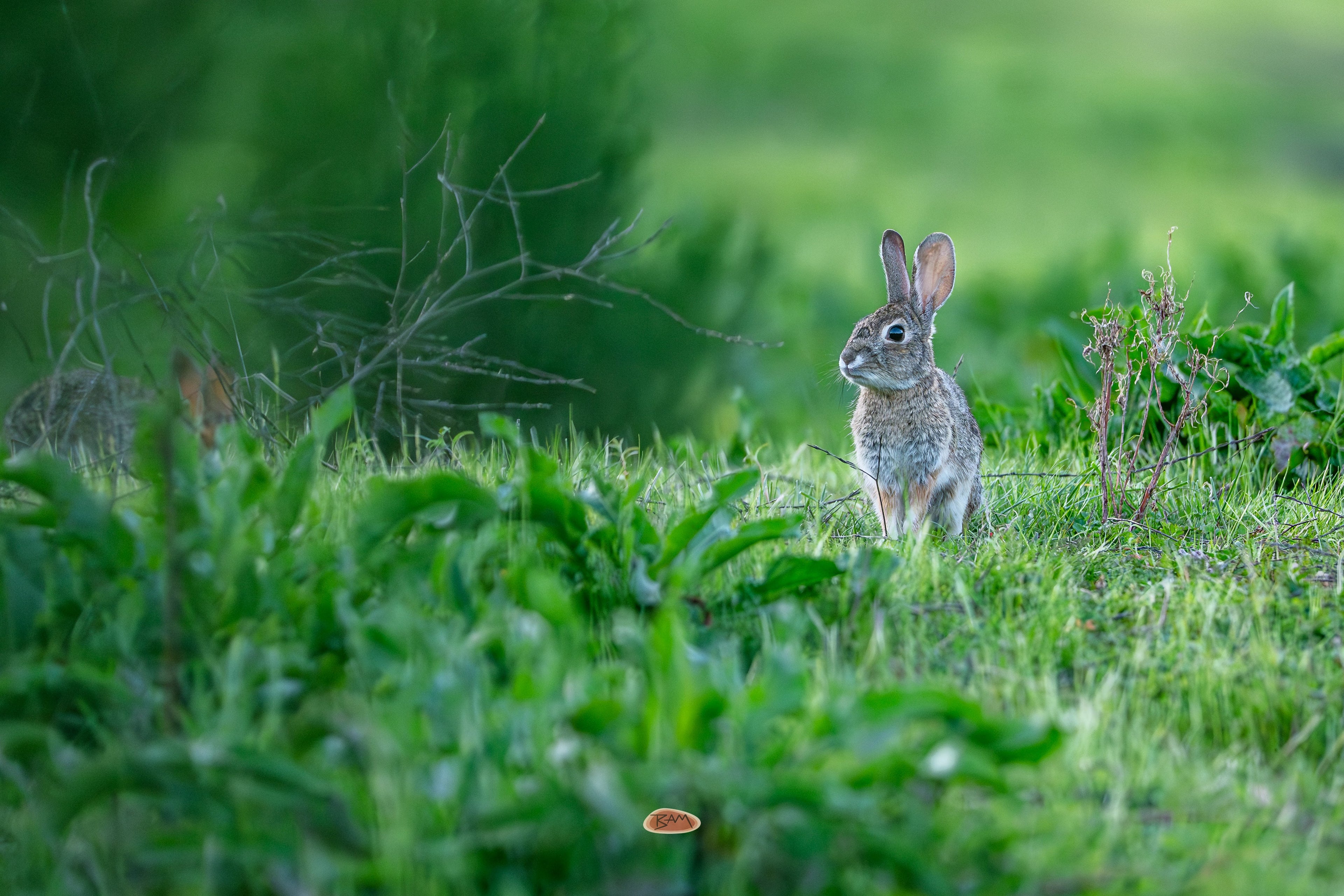 Desert Cottontail sitting alert in tall green grass at the edge of a meadow