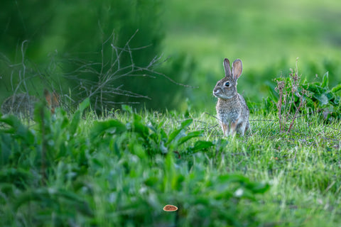 Desert Cottontail sitting alert in tall green grass at the edge of a meadow