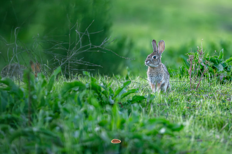 Desert Cottontail sitting alert in tall green grass at the edge of a meadow