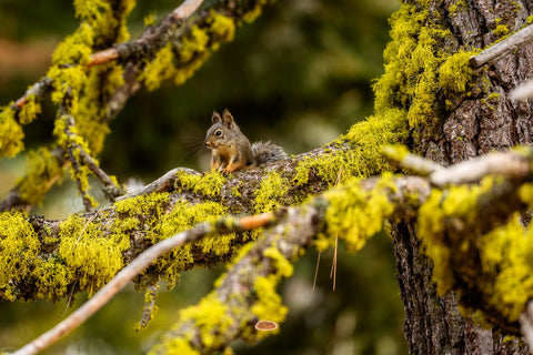 Douglas Squirrel perched on a lichen covered branch in a conifer