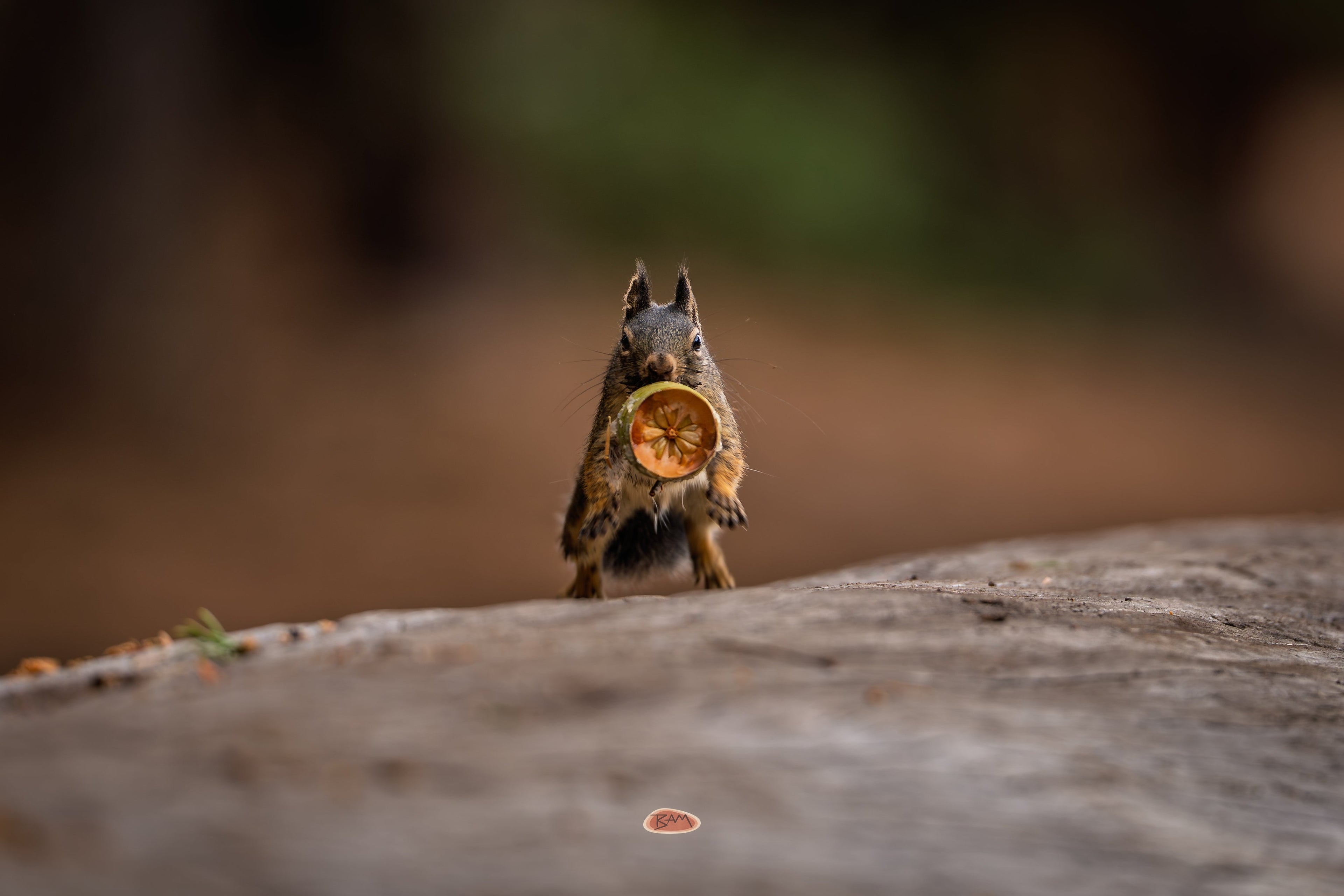 Douglas Squirrel standing upright on a rock holding a piece of fruit