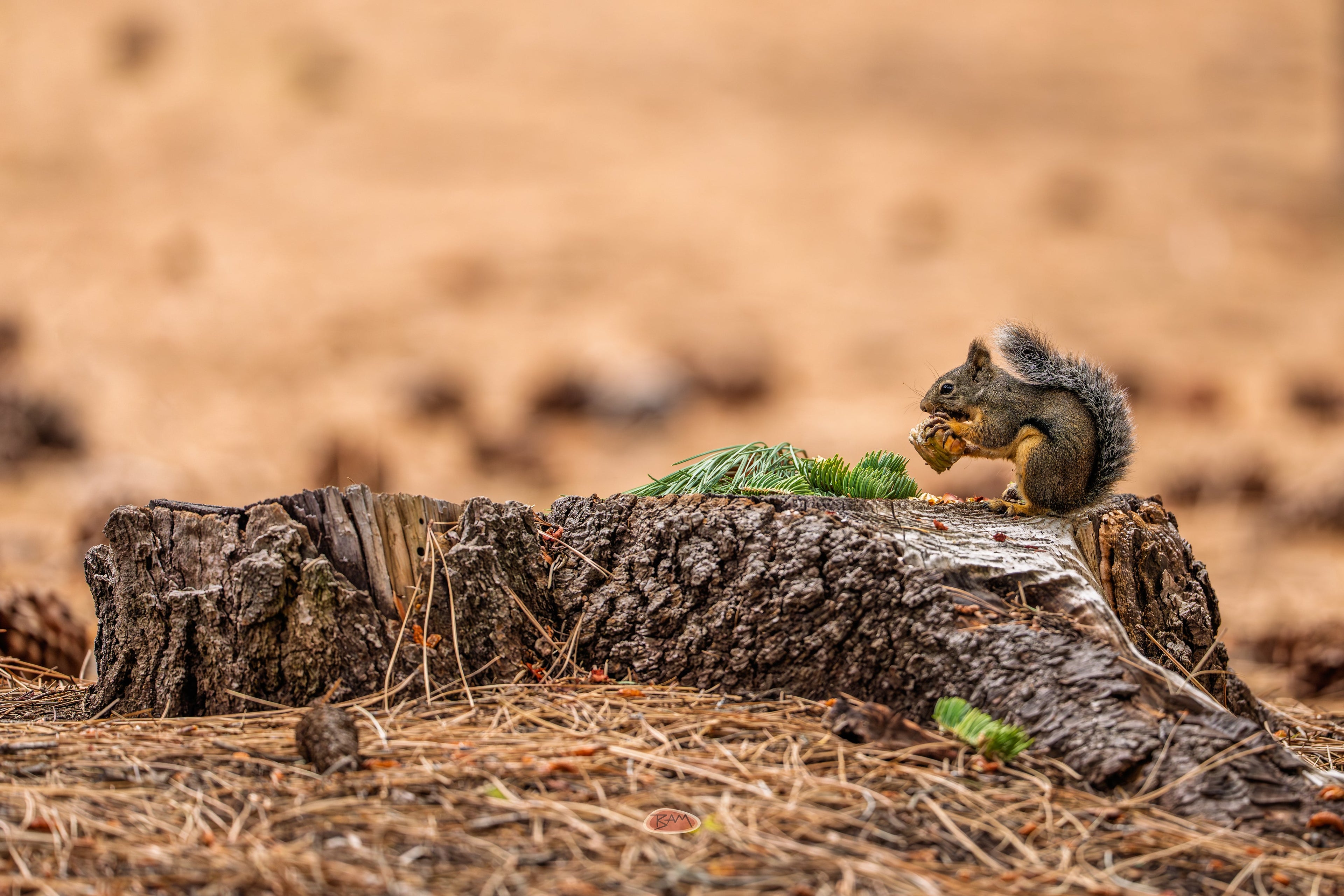 Douglas Squirrel feeding on a weathered stump in a dry meadow