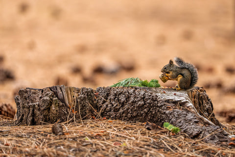 Douglas Squirrel feeding on a weathered stump in a dry meadow