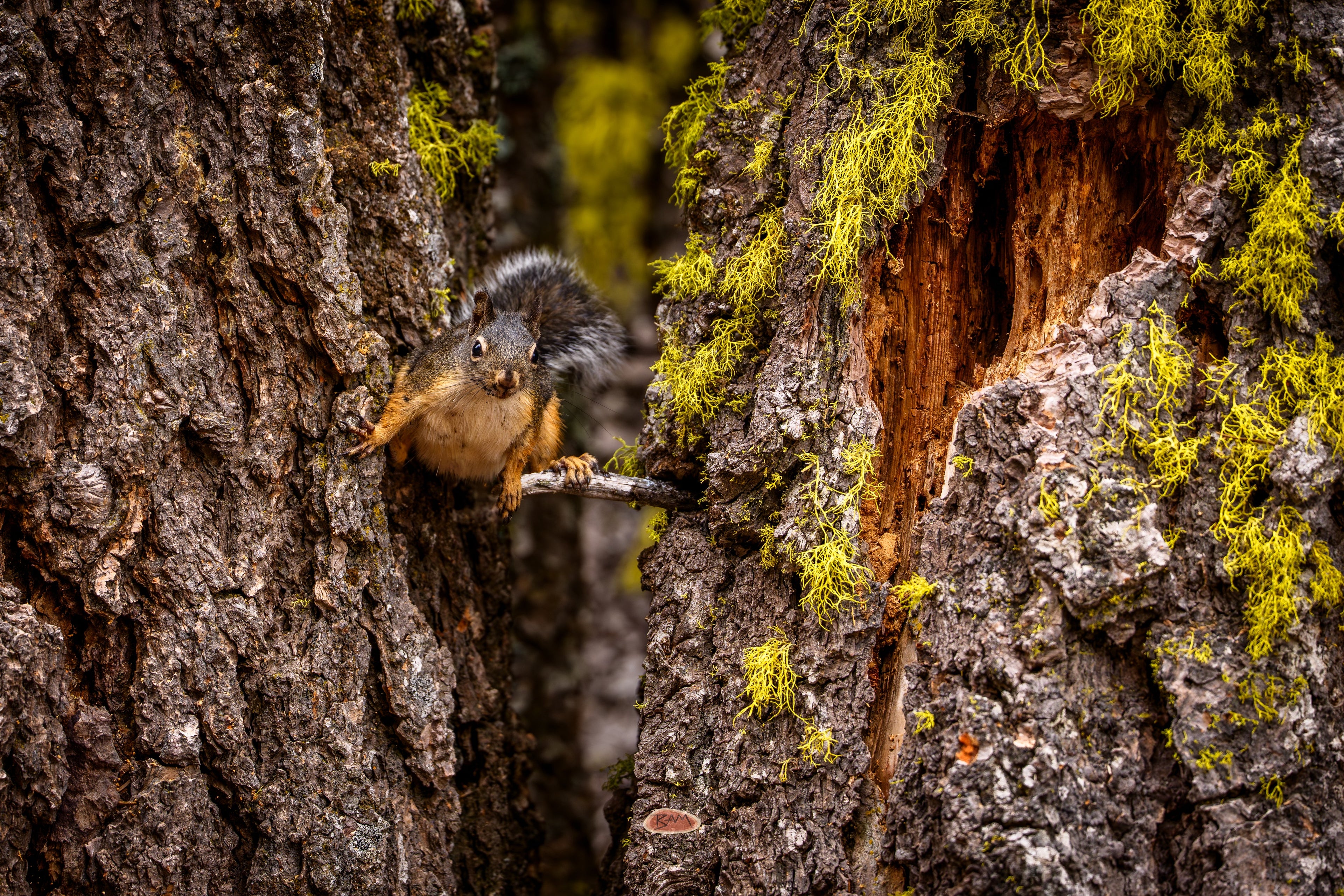 Douglas Squirrel peeking from between two lichen covered tree trunks