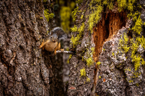 Douglas Squirrel peeking from between two lichen covered tree trunks
