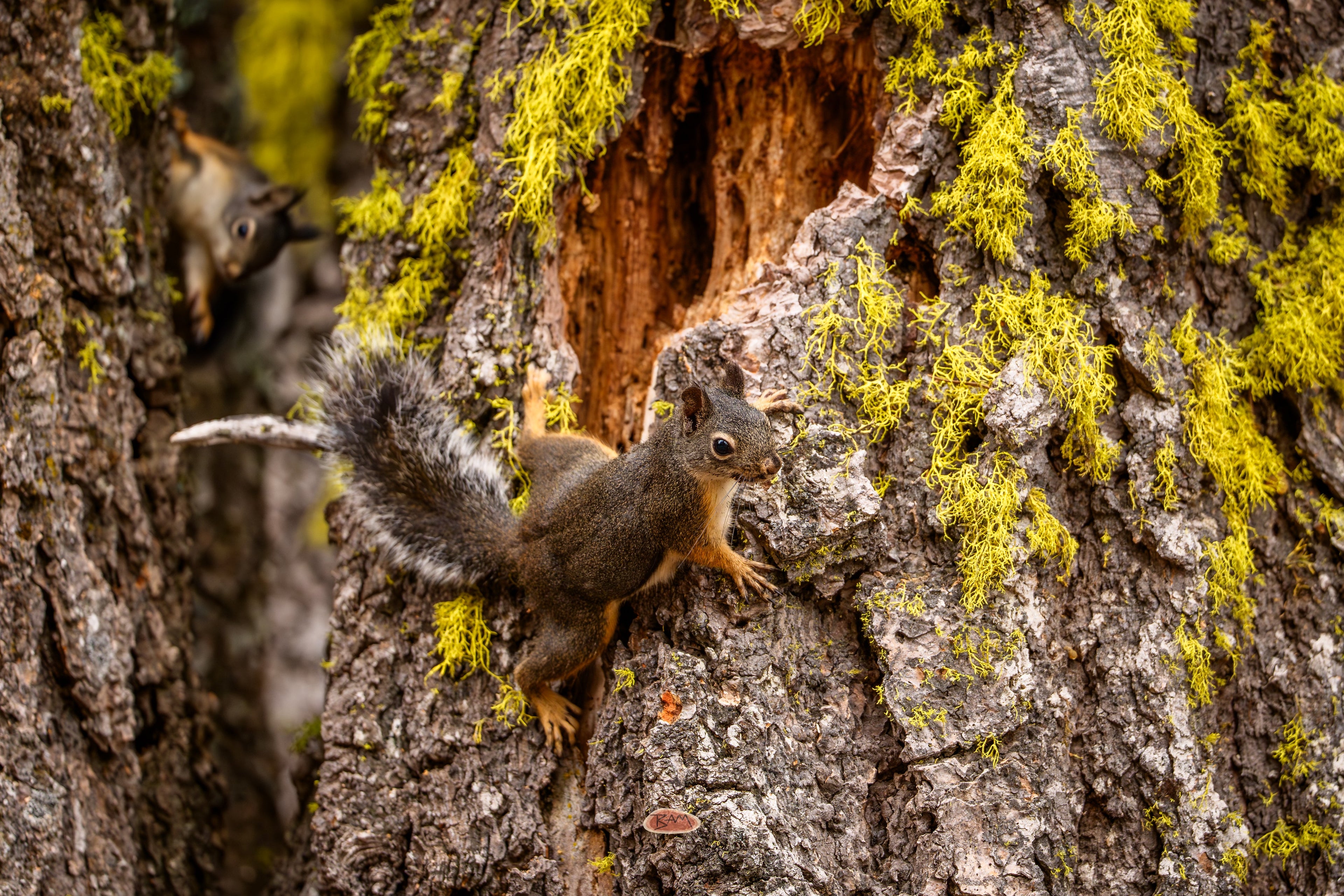 Douglas Squirrel clinging to mossy bark as another watches behind