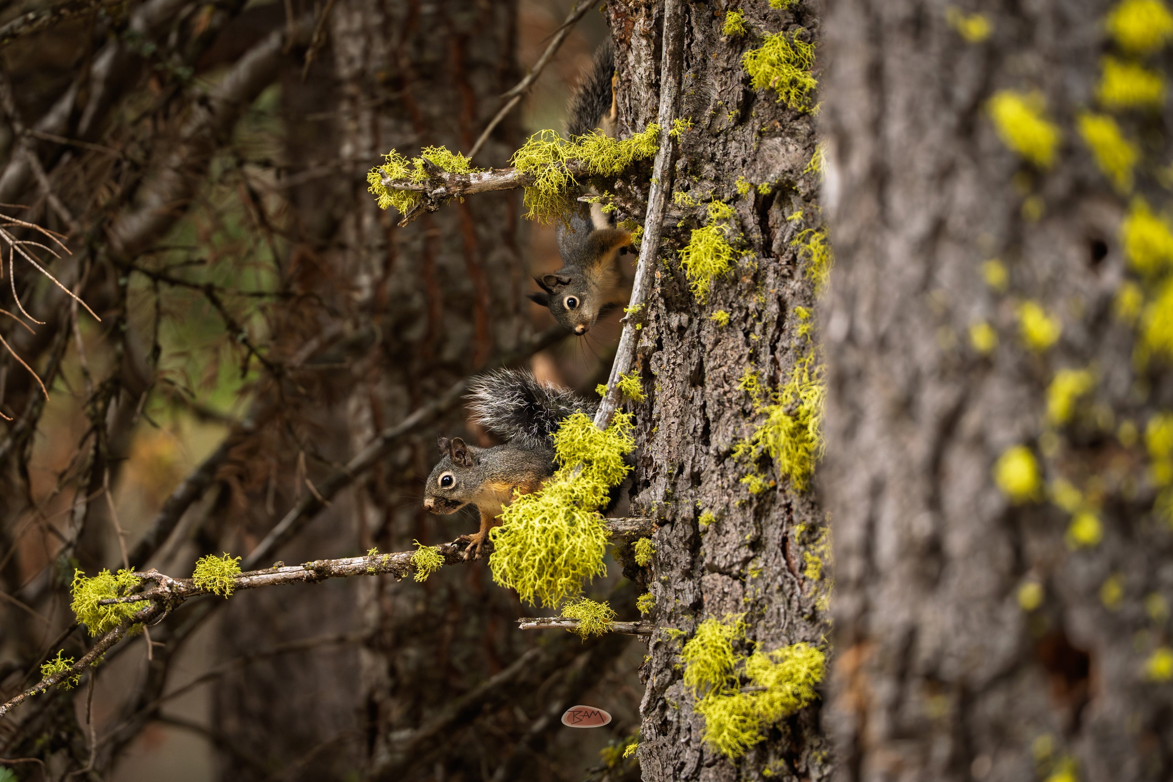 Douglas Squirrel on a lichen draped branch in shadowy forest