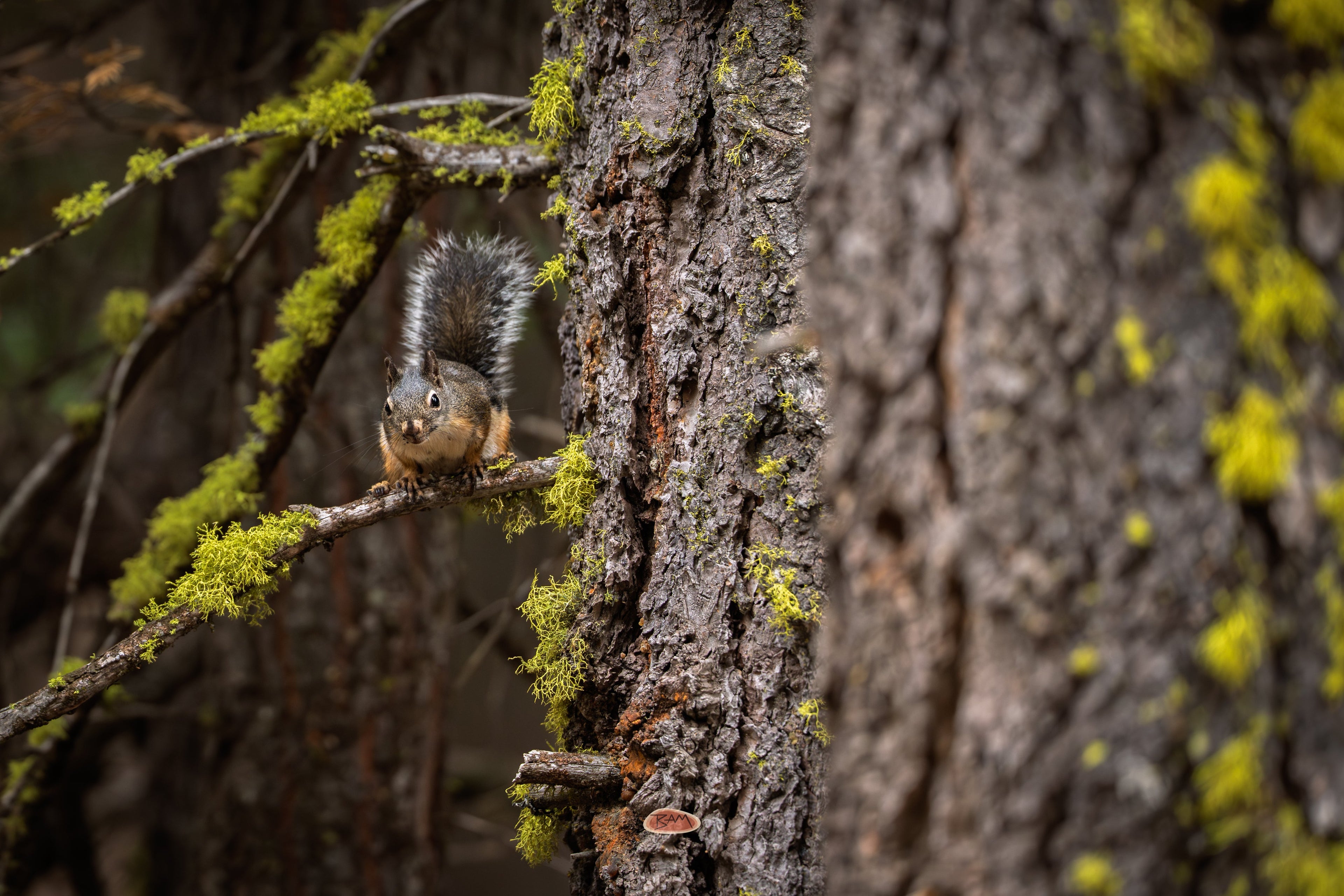 Douglas Squirrel perched on a lichen branch beside a mossy trunk