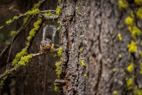 Douglas Squirrel perched on a lichen branch beside a mossy trunk