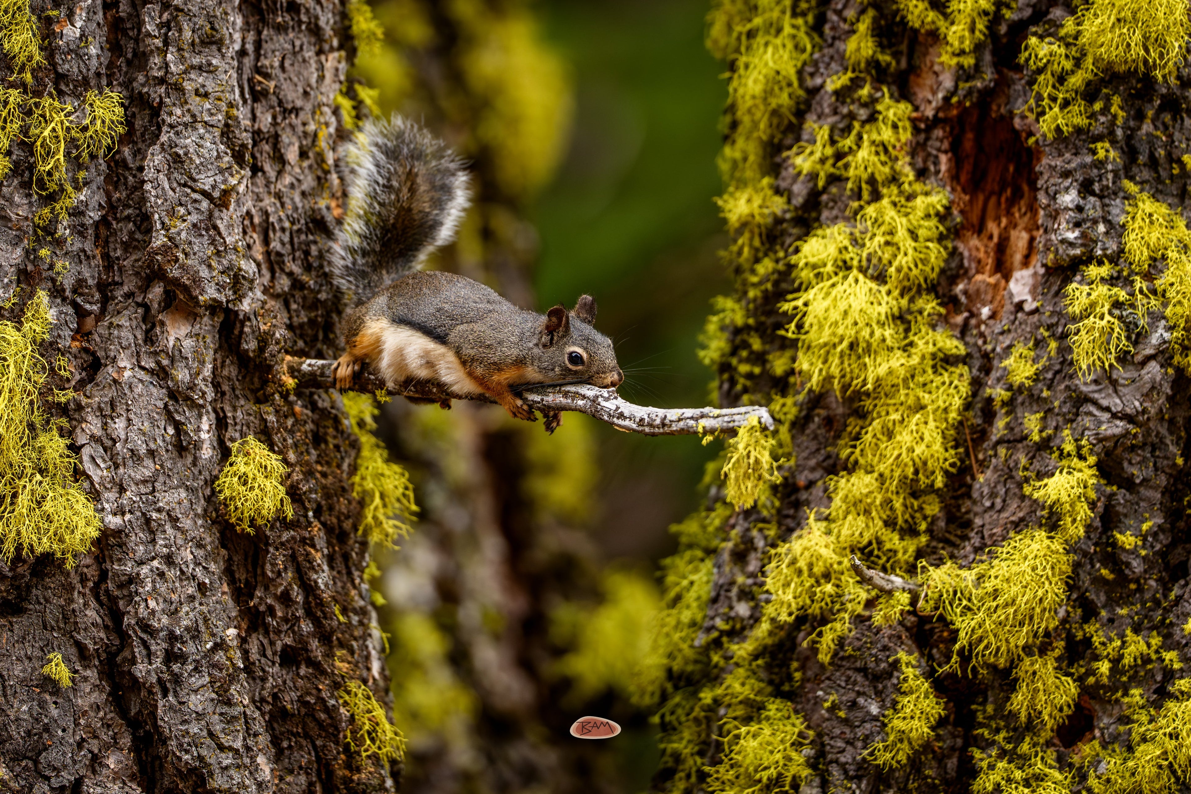Douglas Squirrel stretched along a bare branch between tree trunks