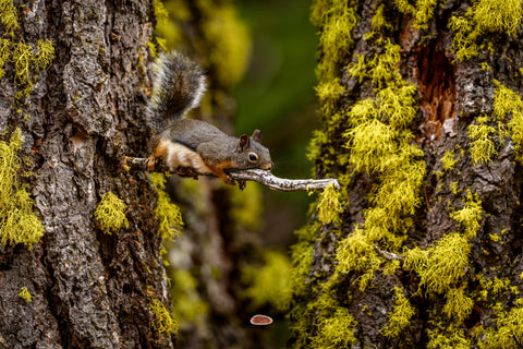 Douglas Squirrel stretched along a bare branch between tree trunks