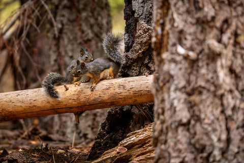 Douglas Squirrel nuzzling on a fallen log in the forest