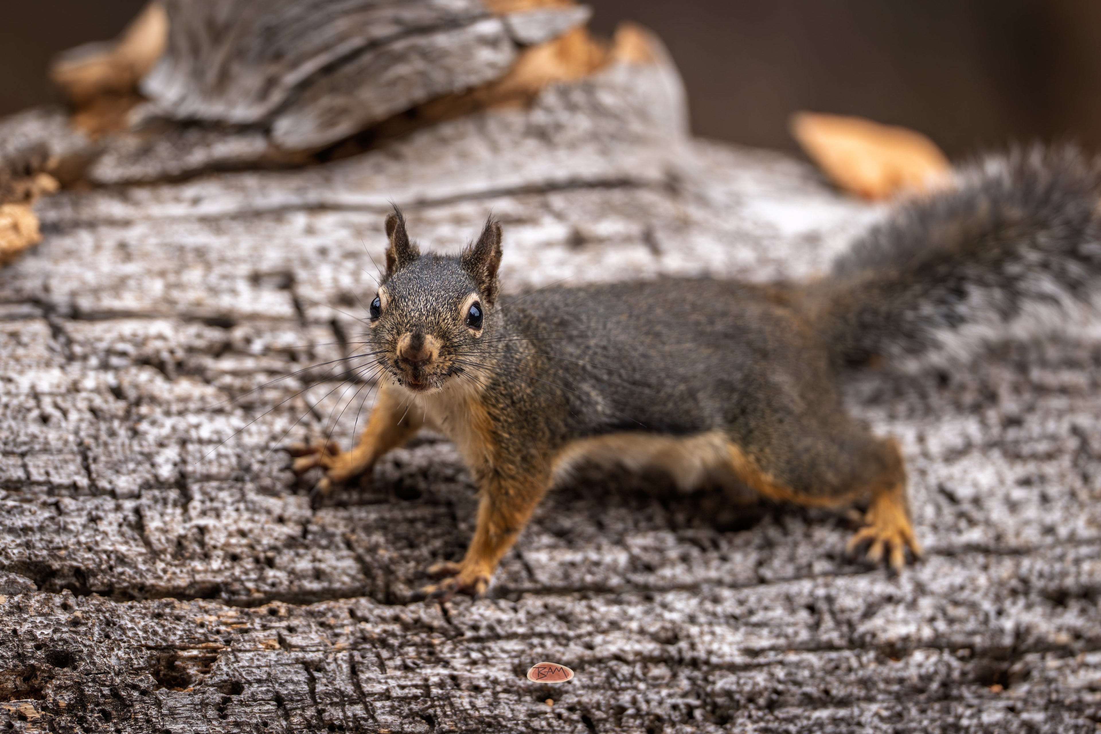 Douglas Squirrel facing the camera on a weathered gray log