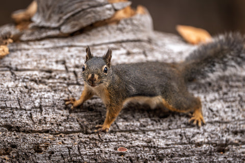 Douglas Squirrel facing the camera on a weathered gray log