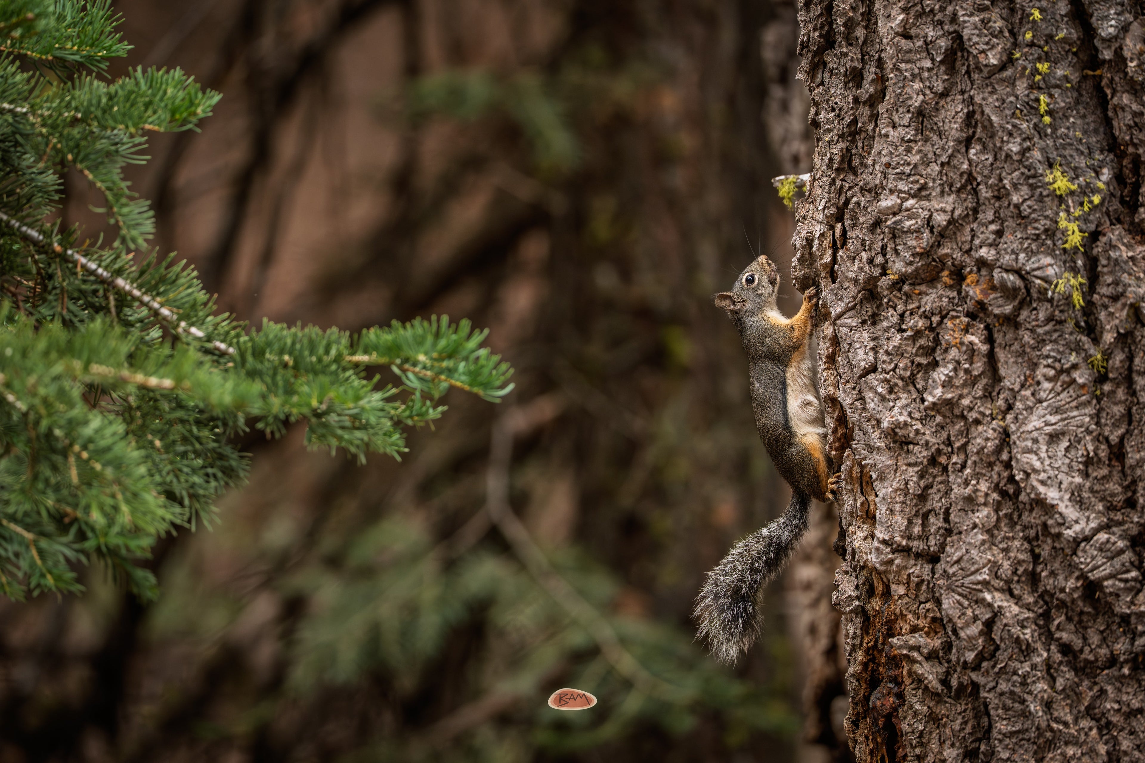 Douglas Squirrel clinging to a tree trunk beside a green conifer