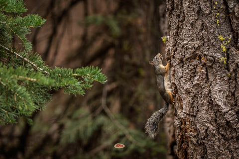 Douglas Squirrel clinging to a tree trunk beside a green conifer