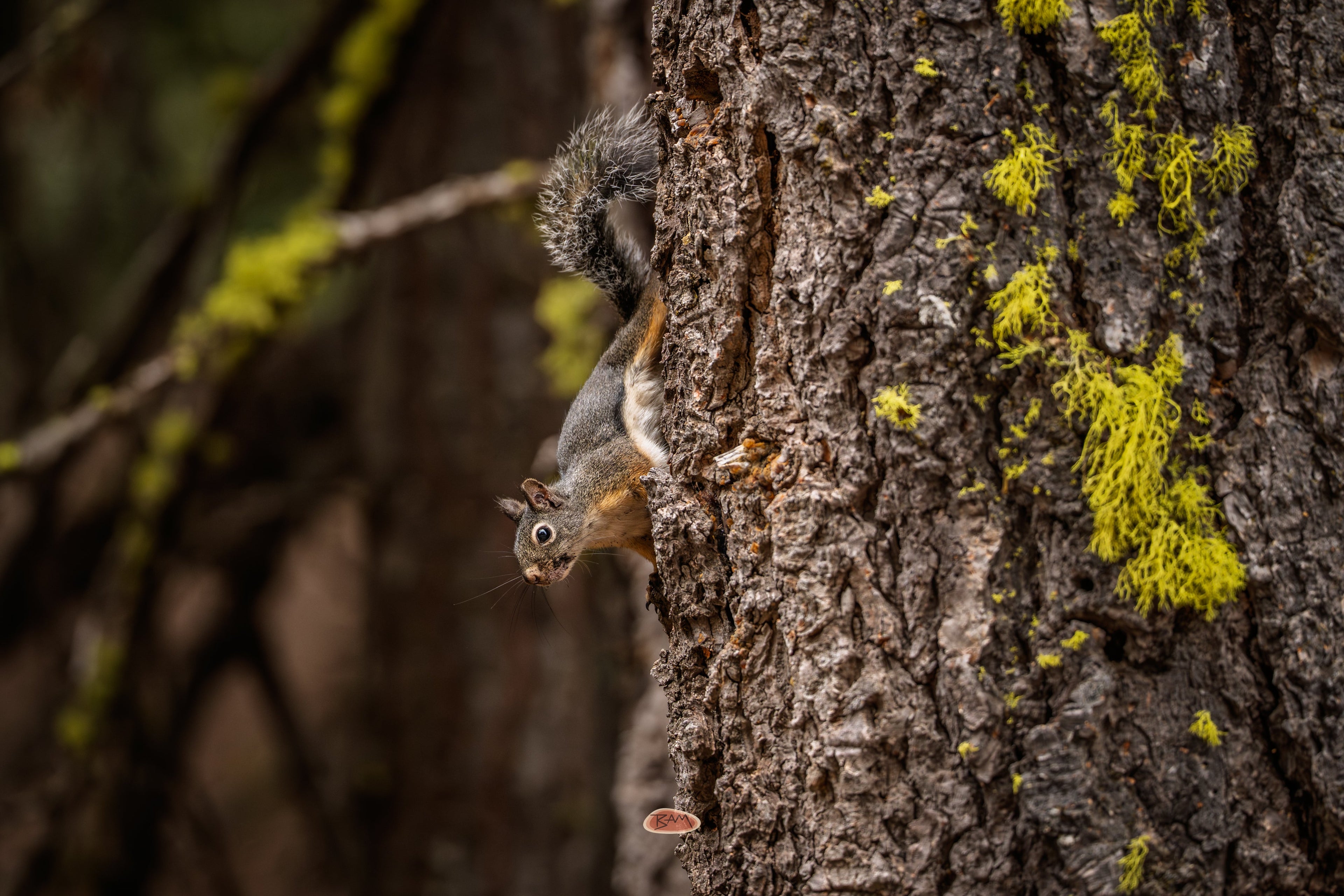 Douglas Squirrel climbing head down on a lichen flecked trunk