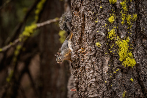 Douglas Squirrel climbing head down on a lichen flecked trunk