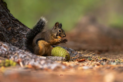 Douglas Squirrel feeding beside a green pine cone at the base of a tree