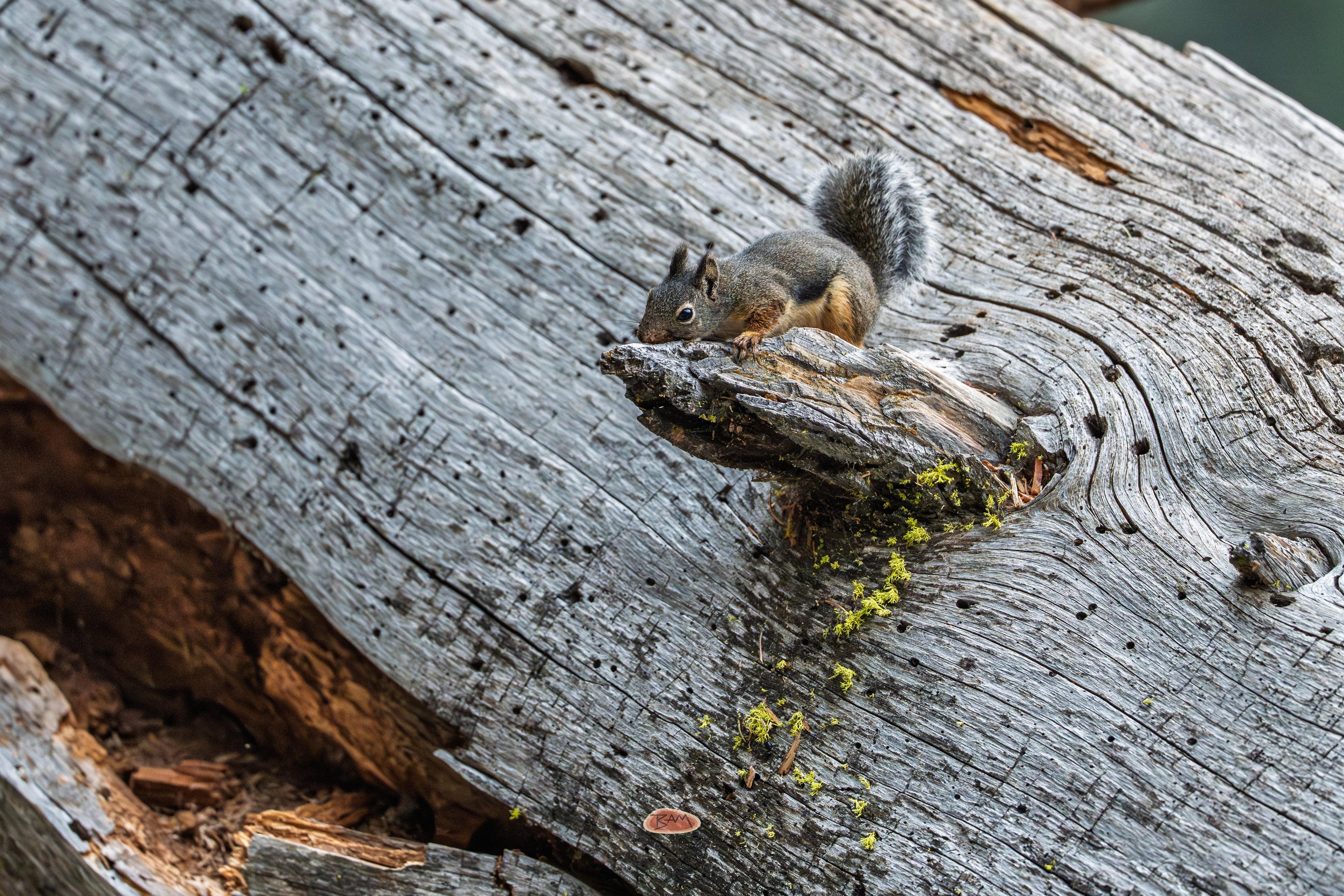 Douglas Squirrel perched on a sun bleached fallen log with moss