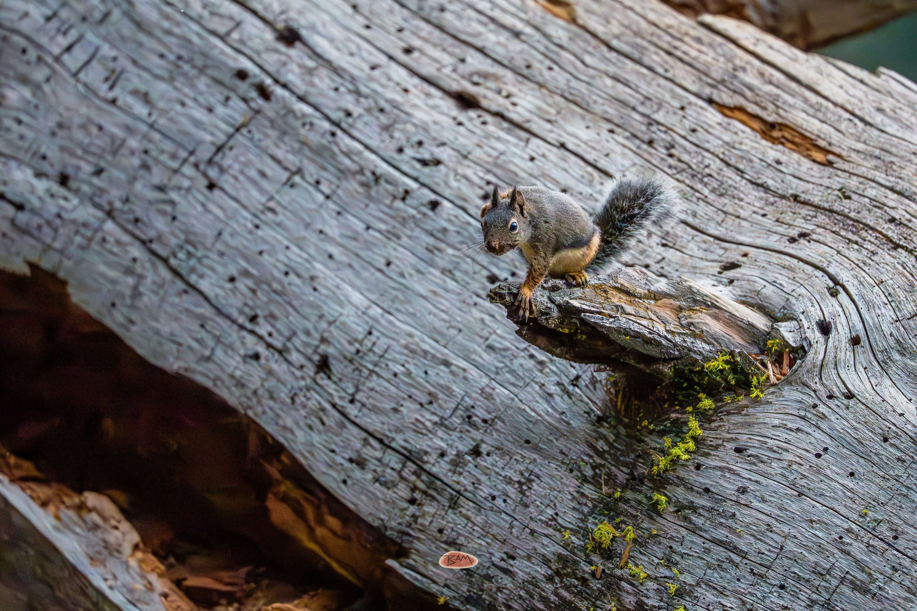 Douglas Squirrel perched on the broken edge of a weathered fallen log dotted with bright green moss