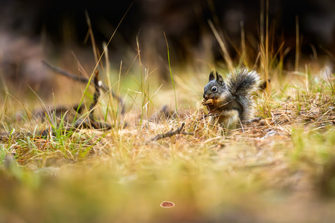 Douglas Squirrel eating a nut among dry golden grass