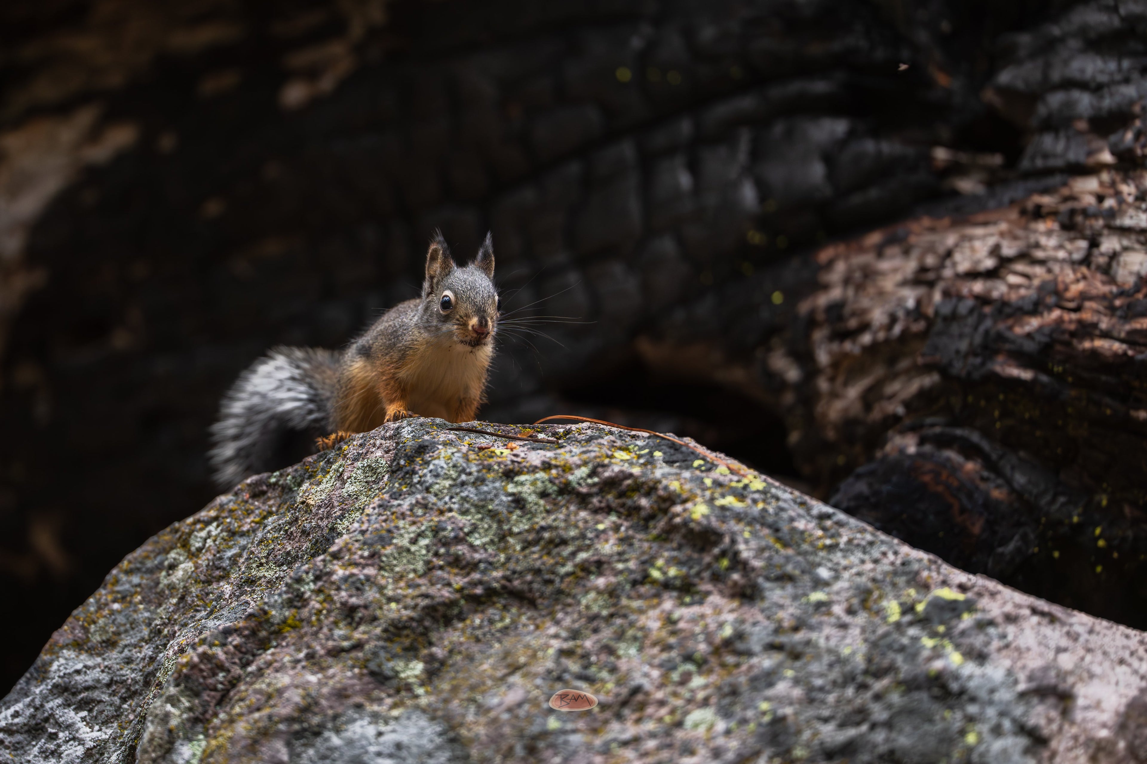 Douglas Squirrel perched on a lichen covered rock beside a charred log