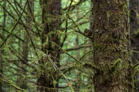 Douglas Squirrel on a mossy tree trunk in a lush green forest
