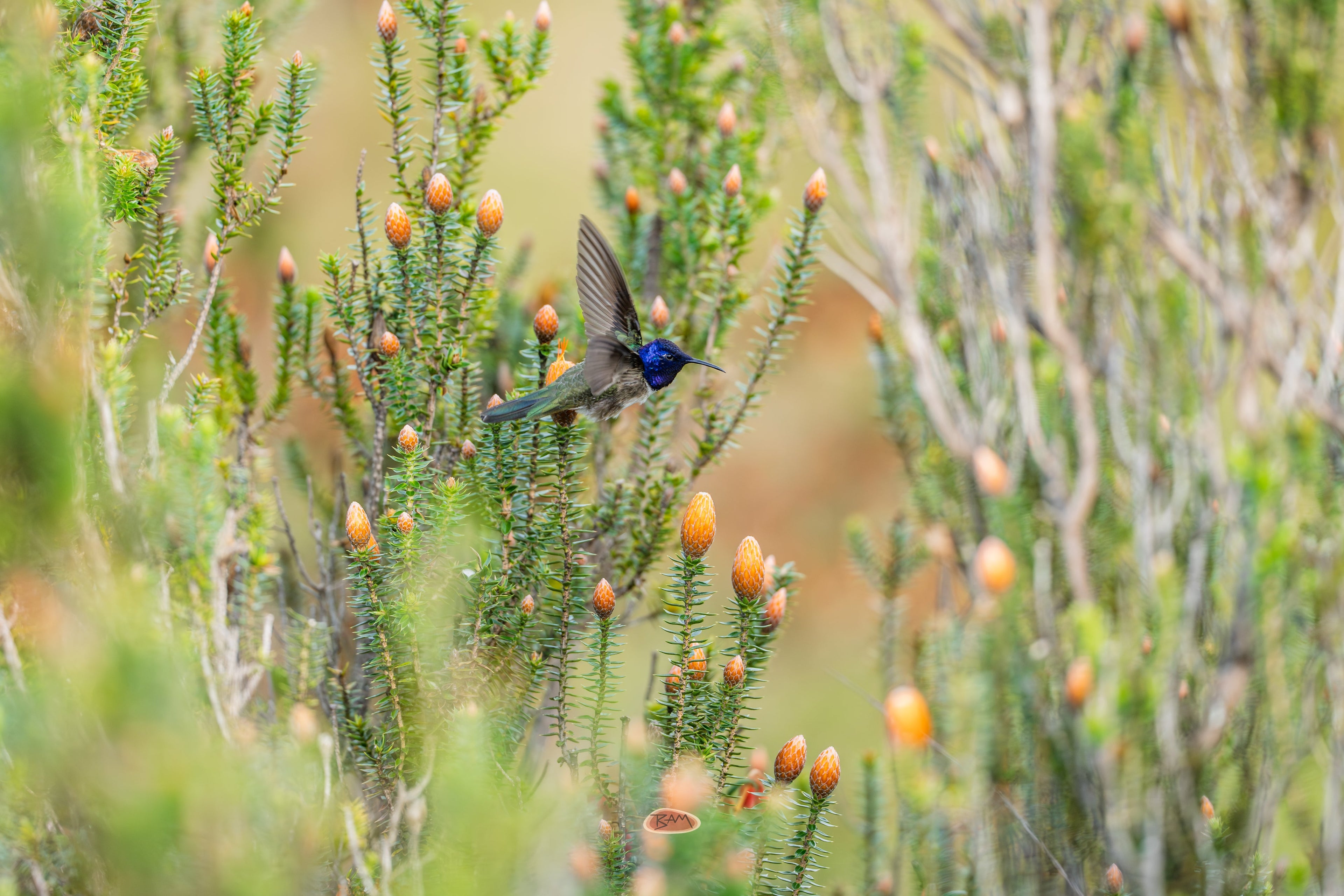 Ecuadorian Hillstar with violet throat among orange paramo flowers