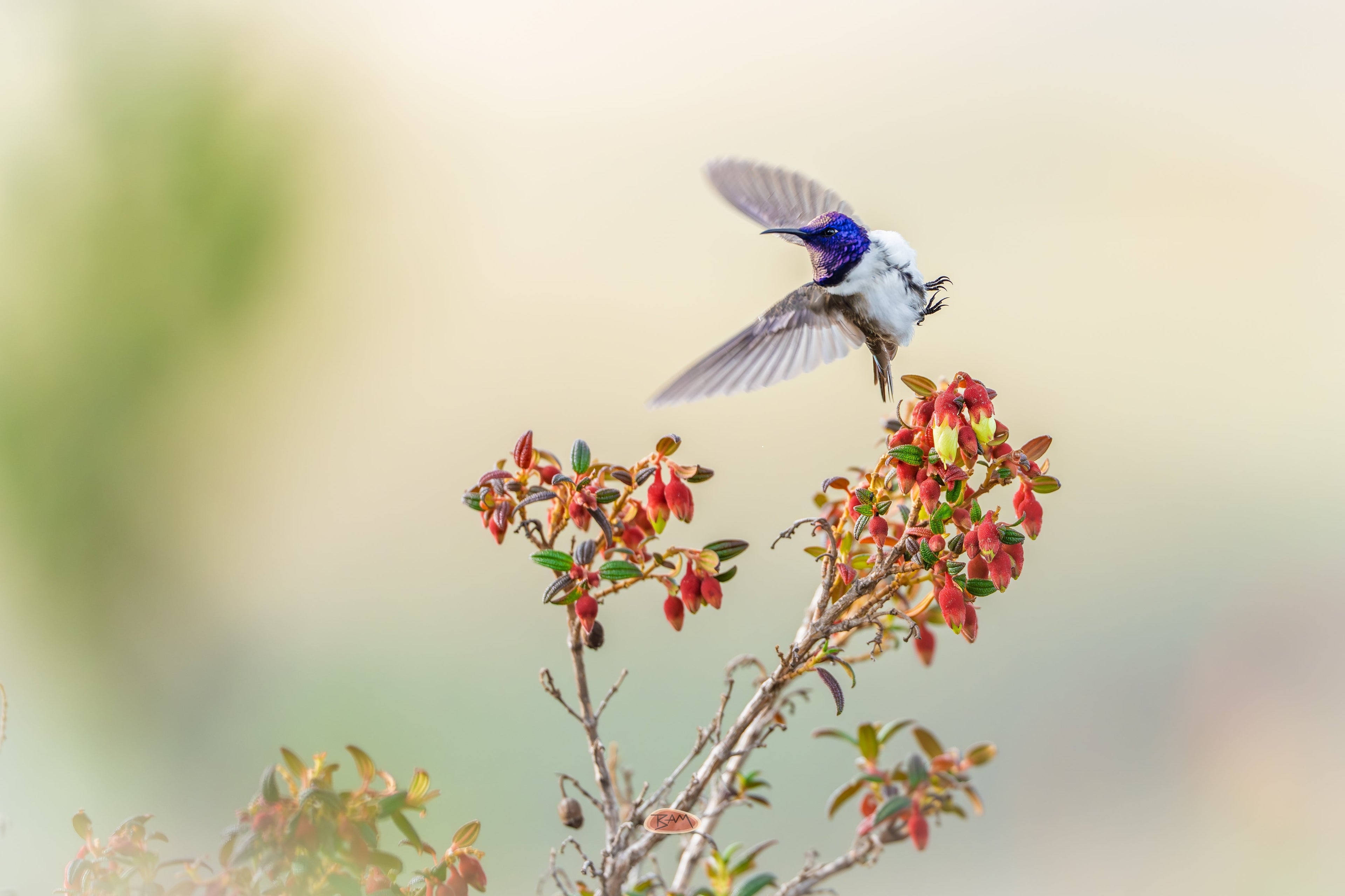 Ecuadorian Hillstar hovering with wings spread over red blossoms