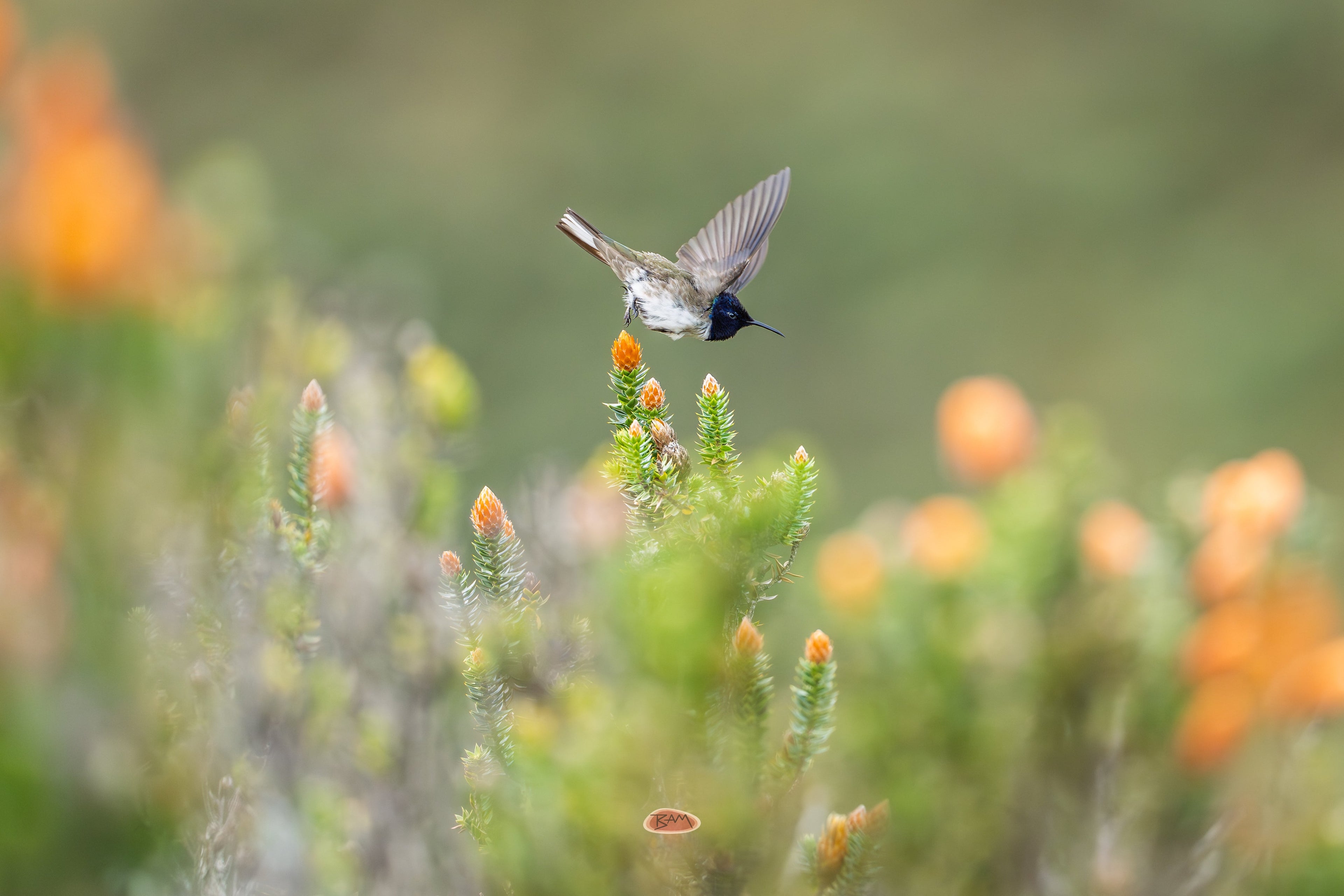 Ecuadorian Hillstar hovering above orange flowering shrubs in a green meadow