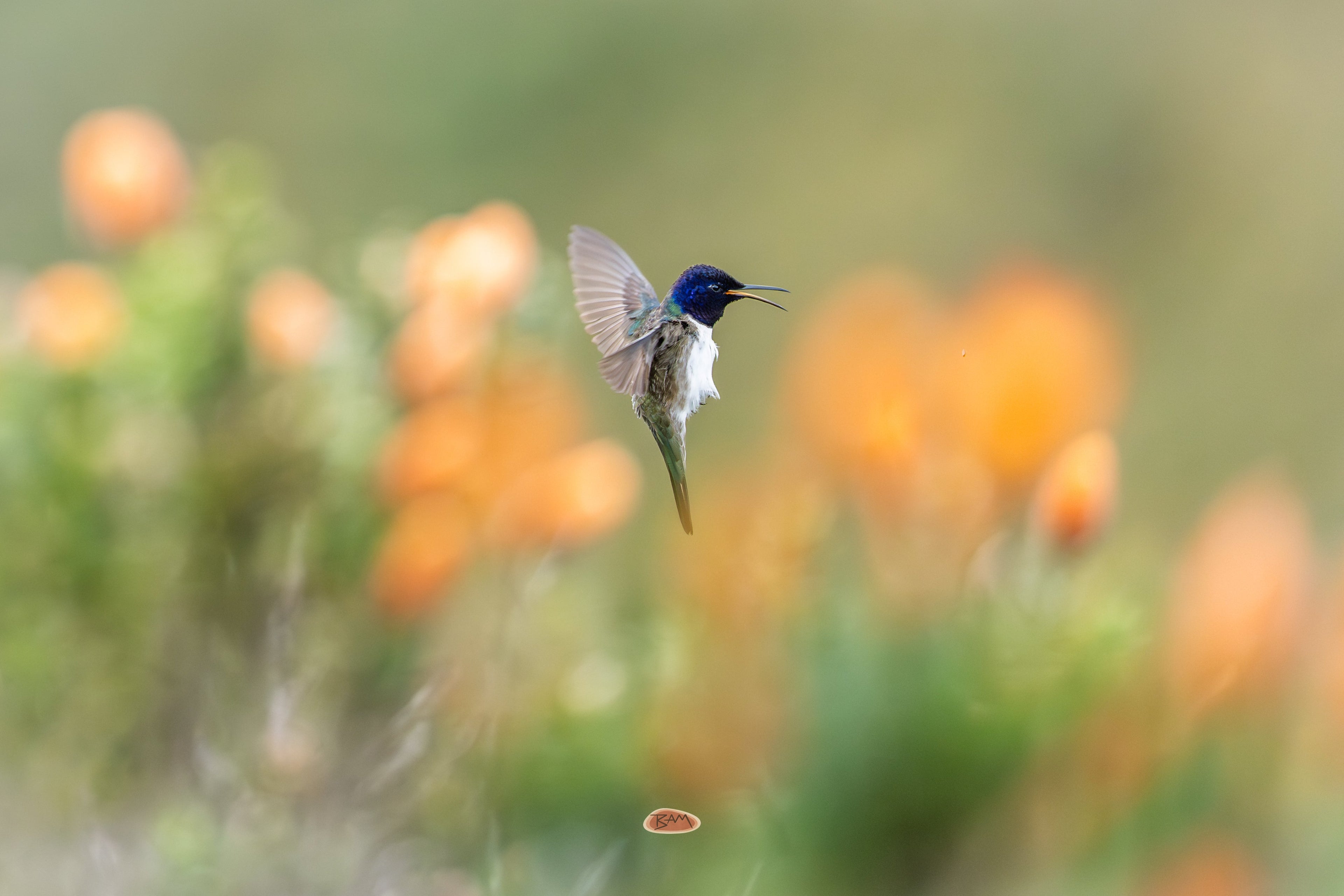 Ecuadorian Hillstar in flight calling among soft orange wildflowers